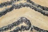 Mammoth Molar Slice with Case - South Carolina #217921-2